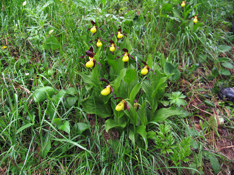 Cypripedium calceolus / Scarpetta di Venere